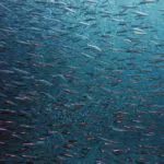 Fischschwarm