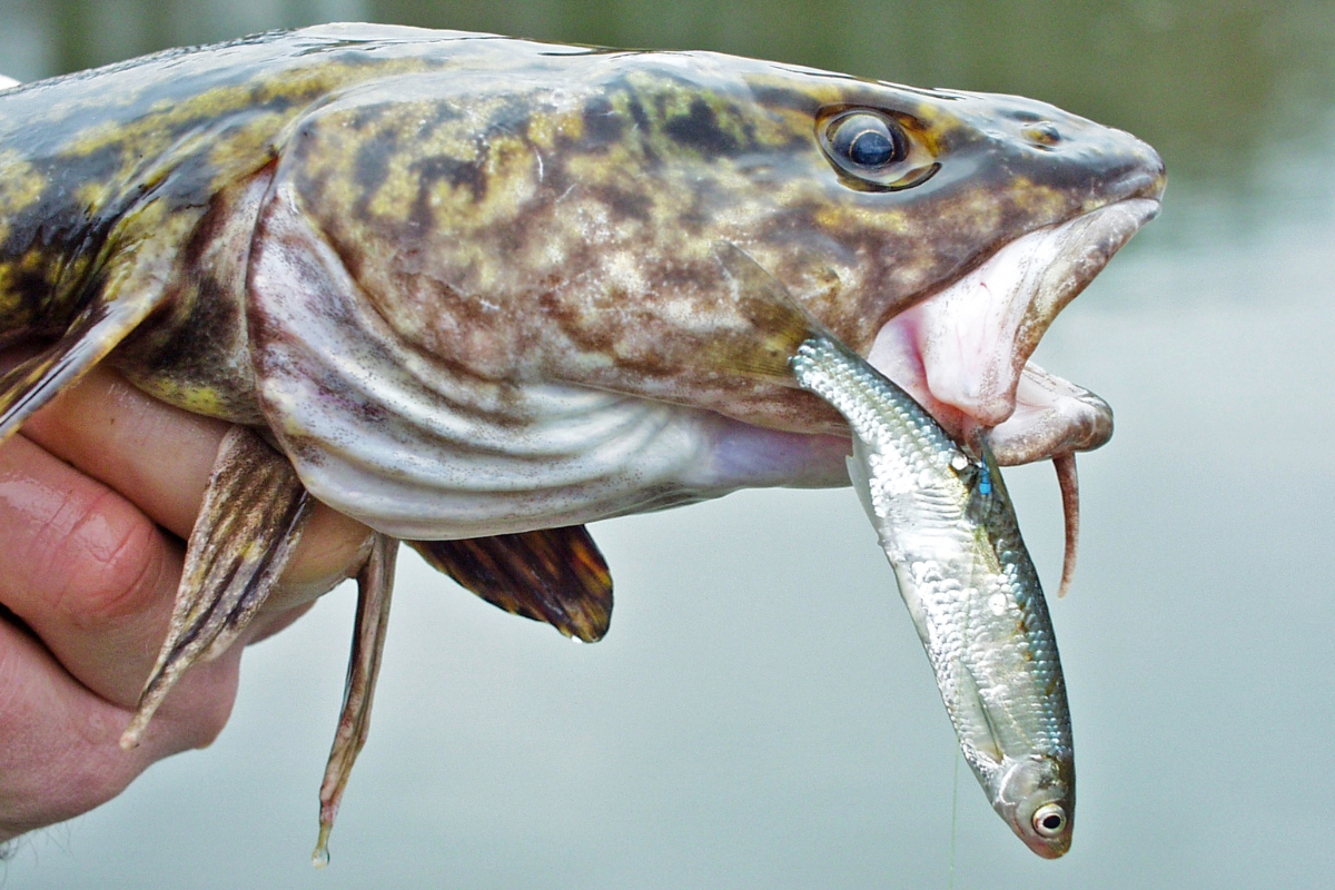 Quappe im Dezember auf Köderfisch
