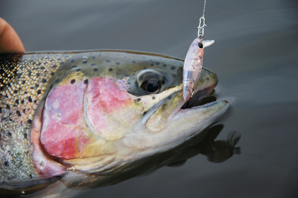 Regenbogenforelle hängt am Lucky Craft Snacky S