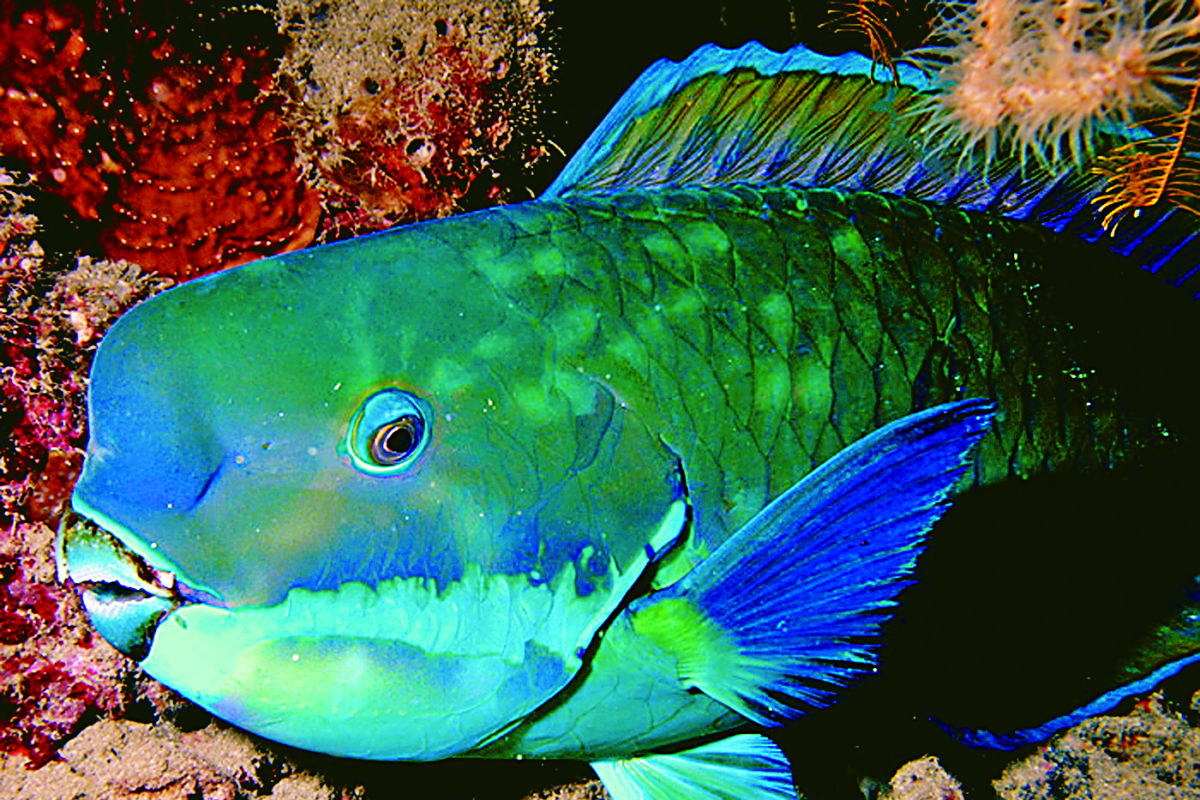 Papageifisch