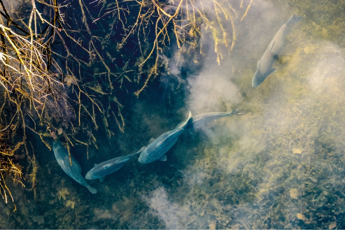 Karpfen fressen auch im Januar