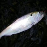 Maifisch