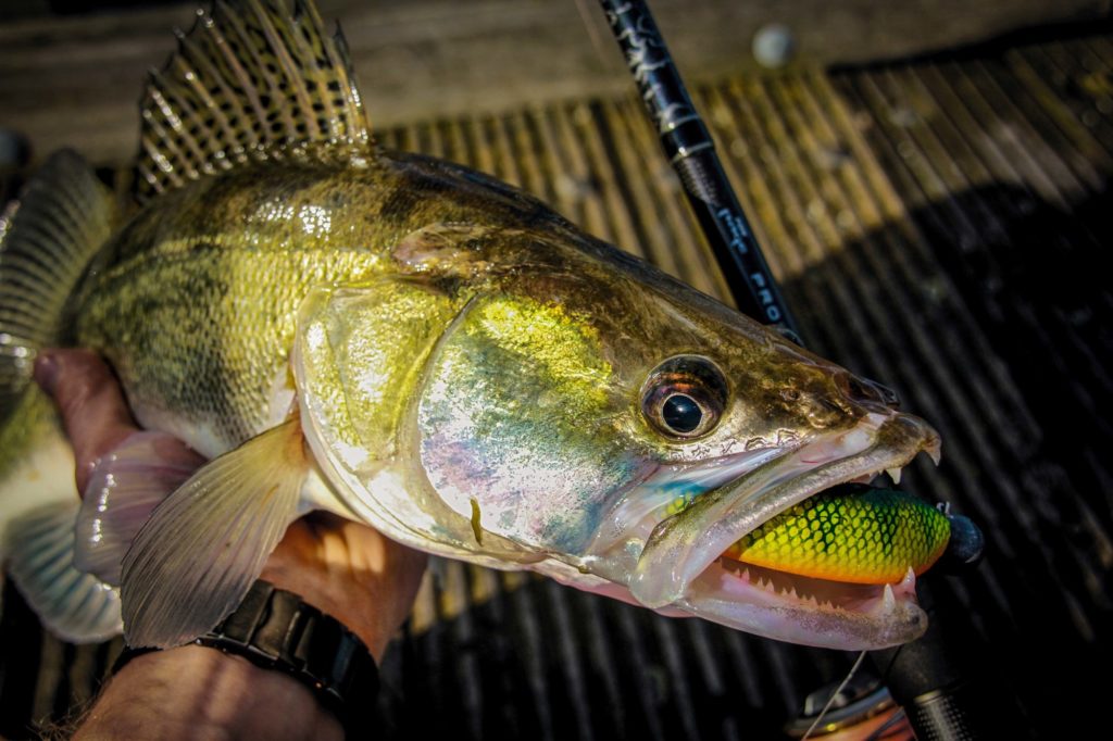 Zander mit Gummifisch im Maul