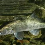 Zander