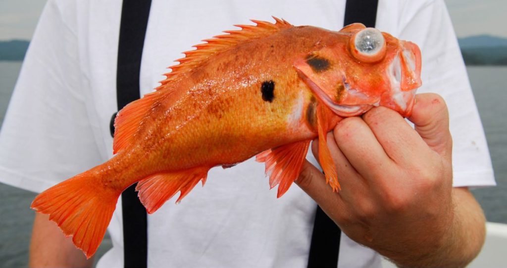 Angeln auf Rotbarsch: 3 Einsteigertipps vom Meeresexperten - BLINKER Angeln auf Rotbarsch: 3 Einsteigertipps vom Meeresexperten - BLINKER