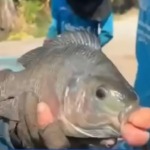 Kurioser Fang in Thailand: Tilapia mit dicken Lippen