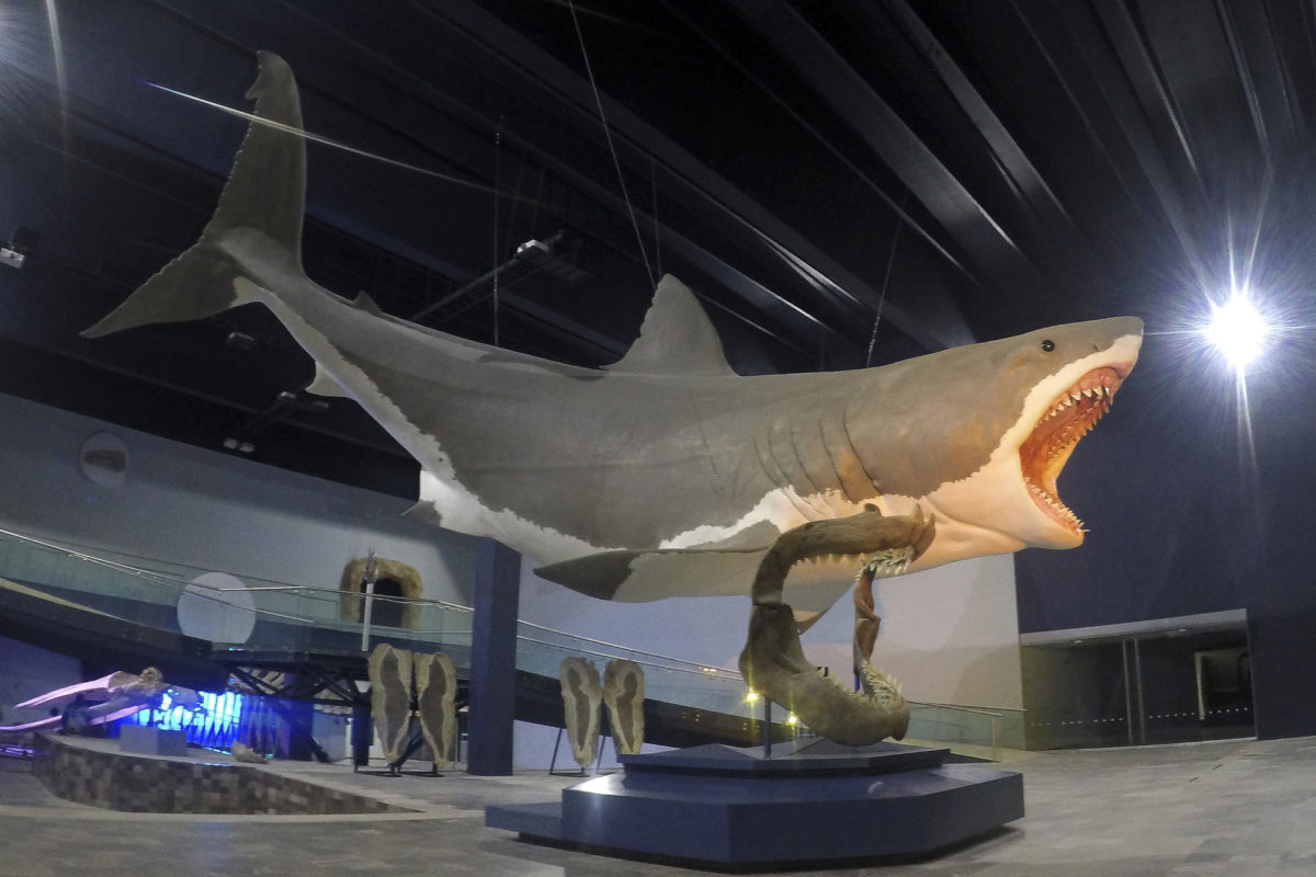 Megalodon - Hai - Riesenhai