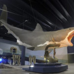 Megalodon - Hai - Riesenhai