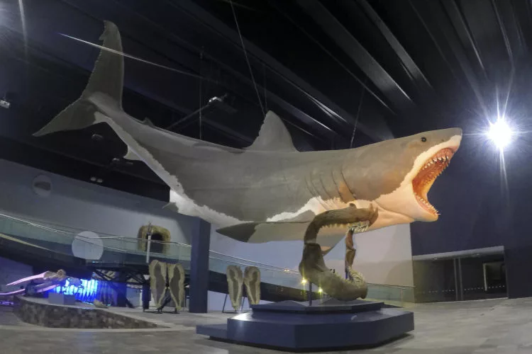Megalodon - Hai - Riesenhai
