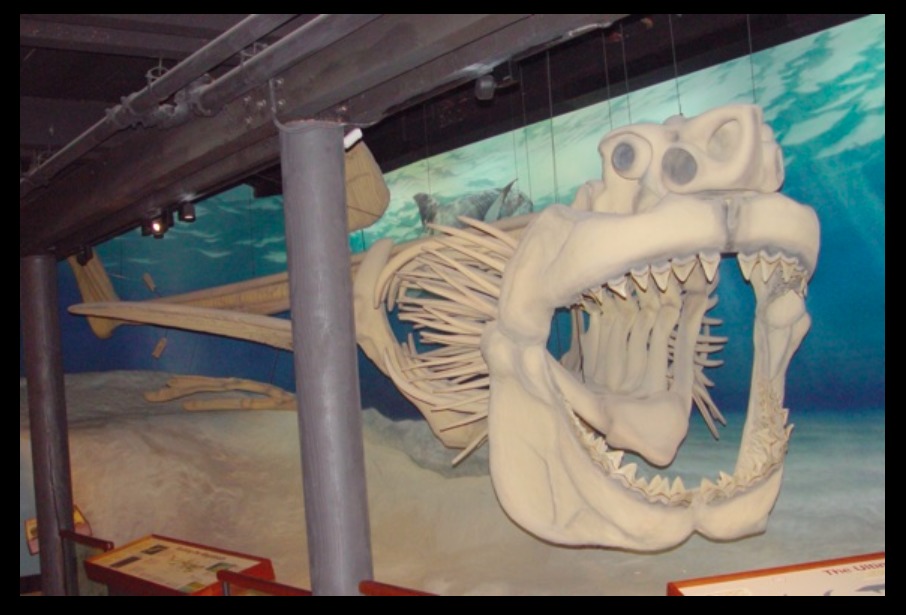 Rekonstruiertes O.-megalodon-Skelett. Ausgestellt im Calvert Marine Museum, Solomonen.