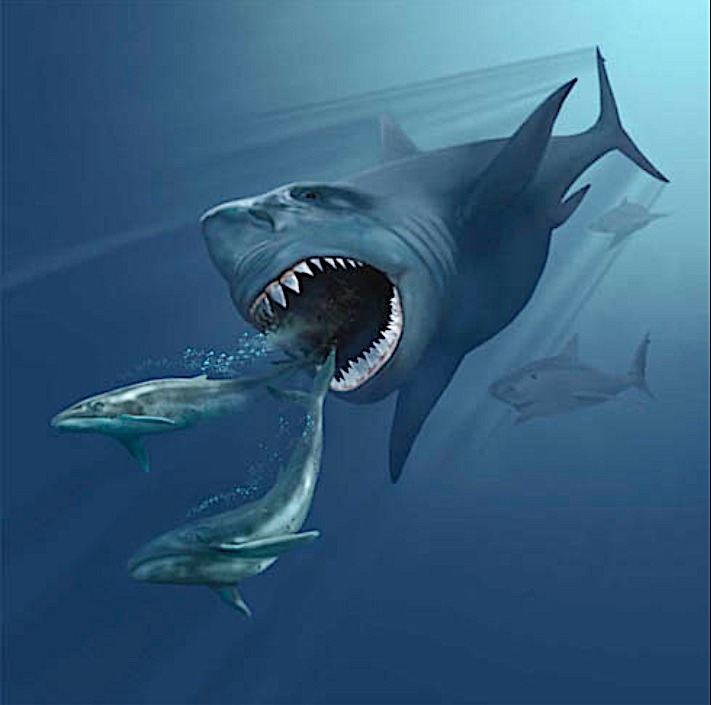 Künstlerische Darstellung eines Megalodons