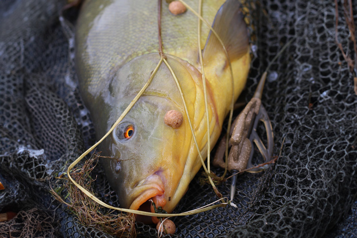 Schleie mit Kraut und einem Method Feeder