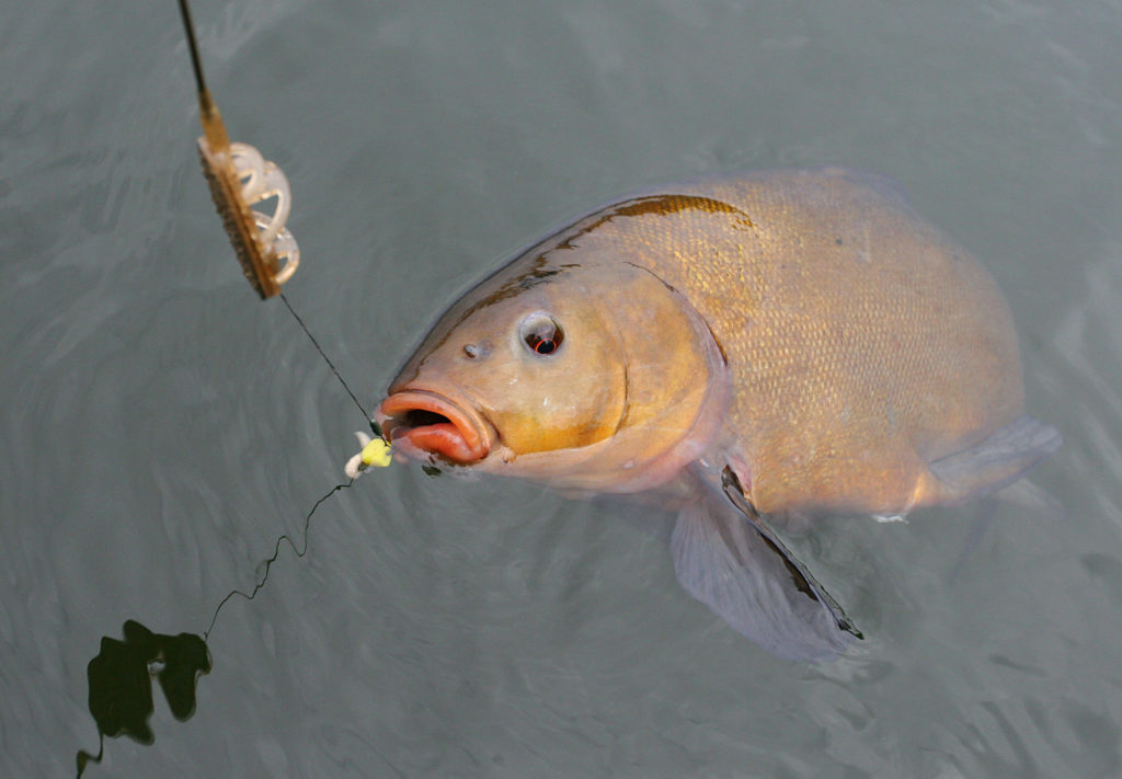 Eine Schleie hängt am Haken, sie ist noch halb im Wasser 