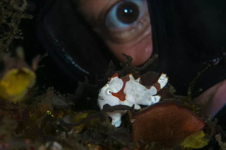 Fische erkennen Menschen neue Studie