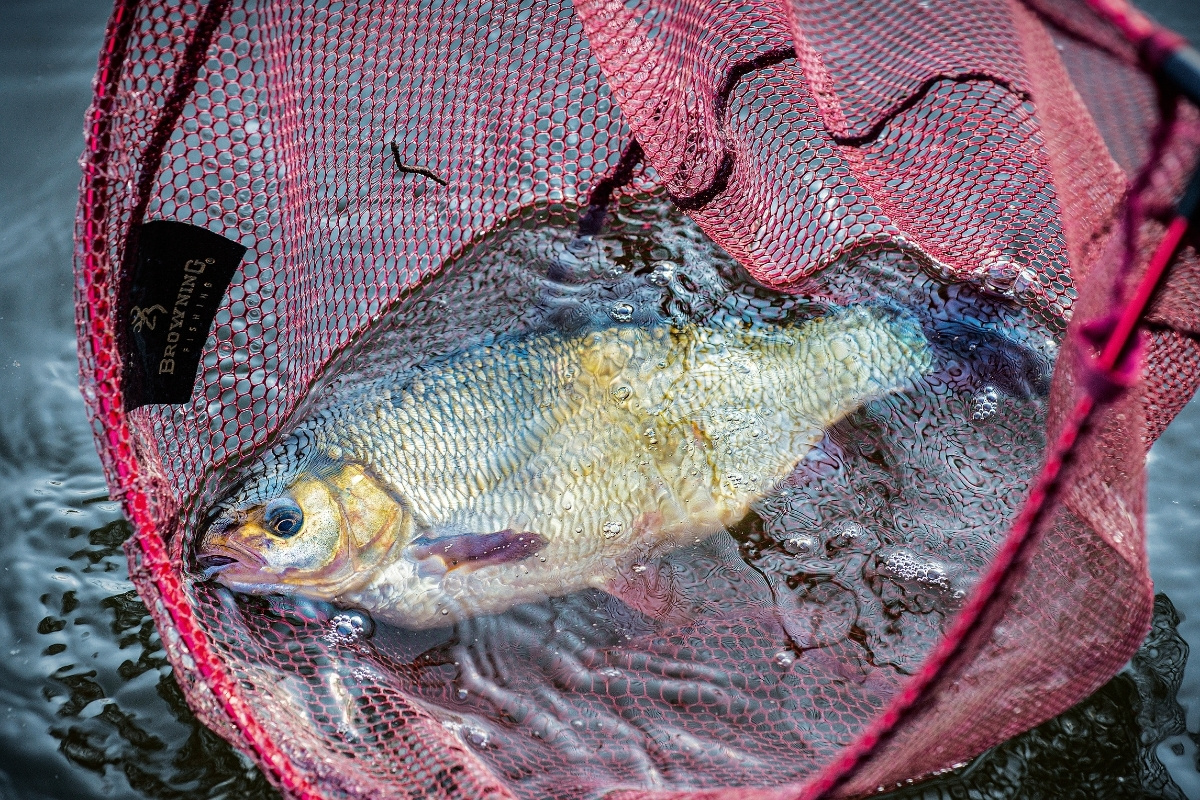 Schöner Aland im Kescher