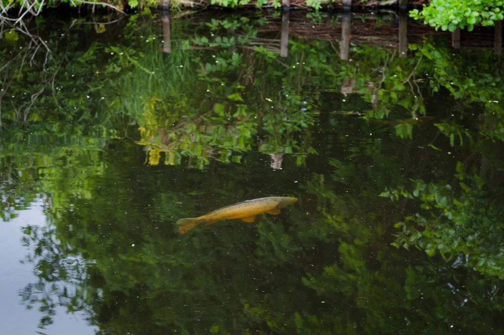 Ein heller Karpfen, eventuell ein Koi, zeigt seinen Rücken im Flachwasser
