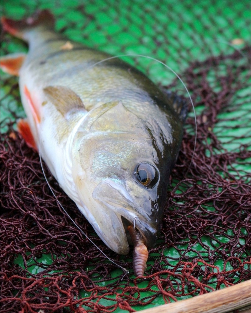 Barsch auf Wurm im Kescher