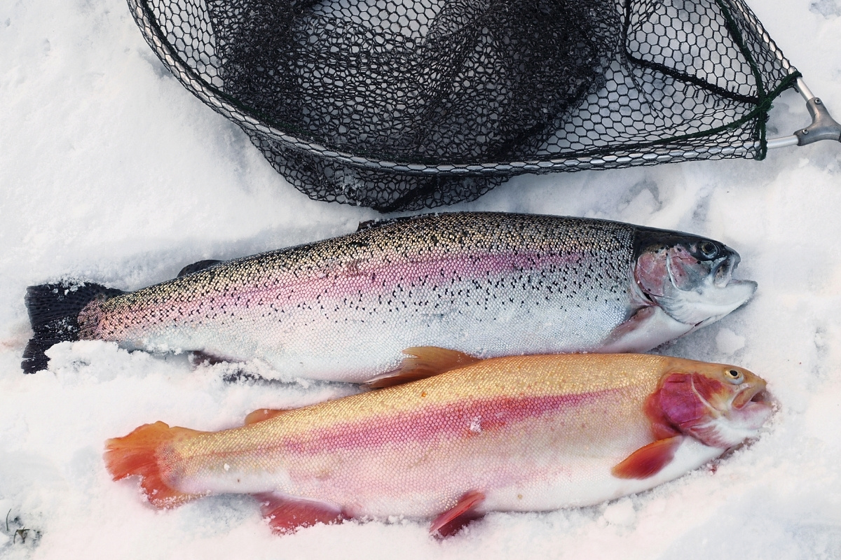 Zwei Forellen im Winter auf Rogen gefangen
