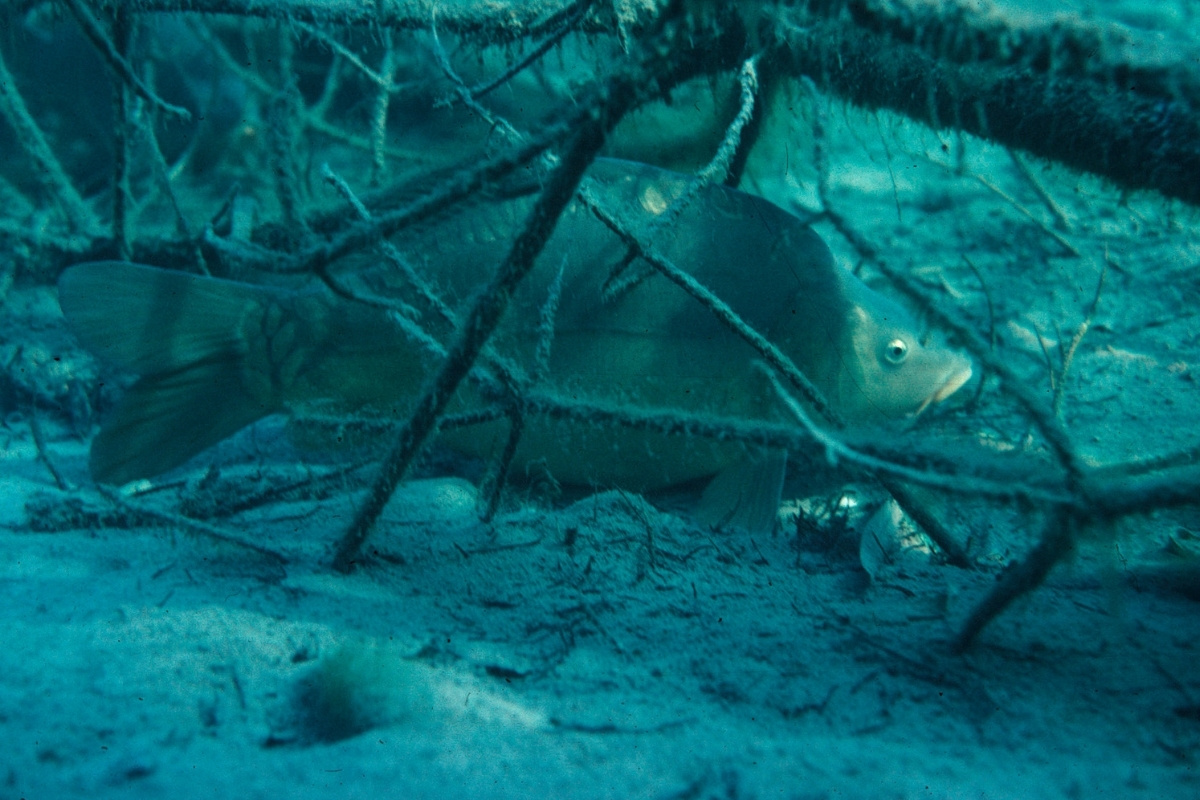 Karpfen im Winter unter Wasser