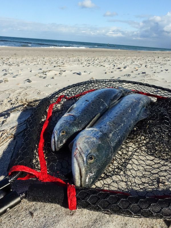 Zwei Meerforellen liegen im Kescher am Sandstrand