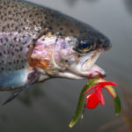 Regenbogenforelle mit Wacky beim Angeln im Februar gefangen