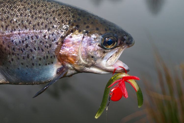 Regenbogenforelle mit Wacky beim Angeln im Februar gefangen
