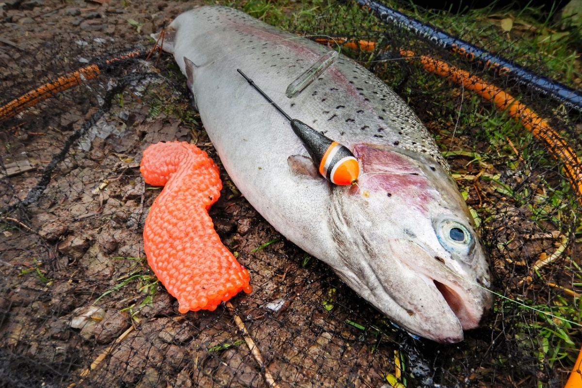 Regenbogenforelle auf Rogen gefangen