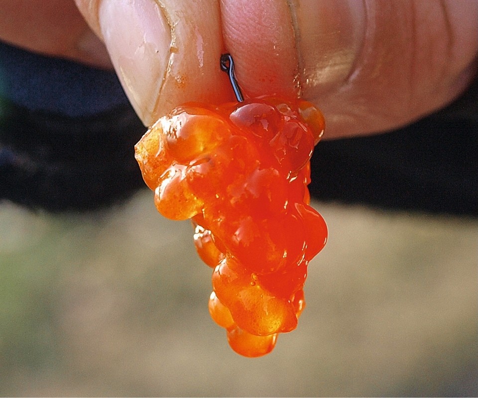 Rogen als Angelköder am Haken