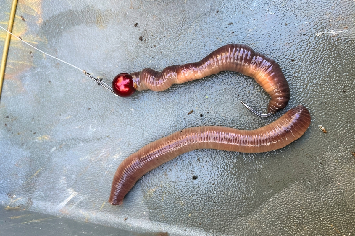 Wurm auf dem Cheburashka-Haken