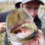 Ein heller Twister am Offsethaken in einem Hechtmaul