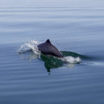 Schweinswal Ostsee