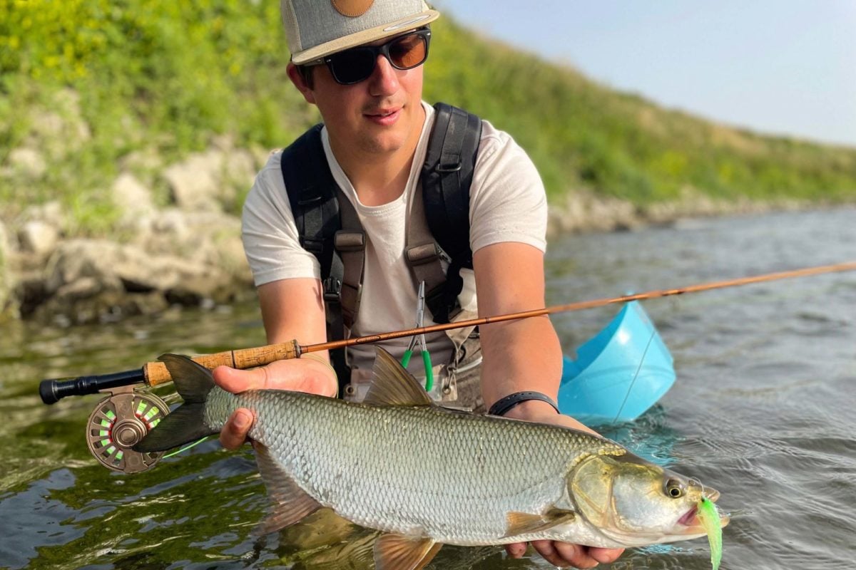 Angler mit Rapfen, der auf einen Chartreuse-Weißen Streamer an der Fliegenrute gebissen hat
