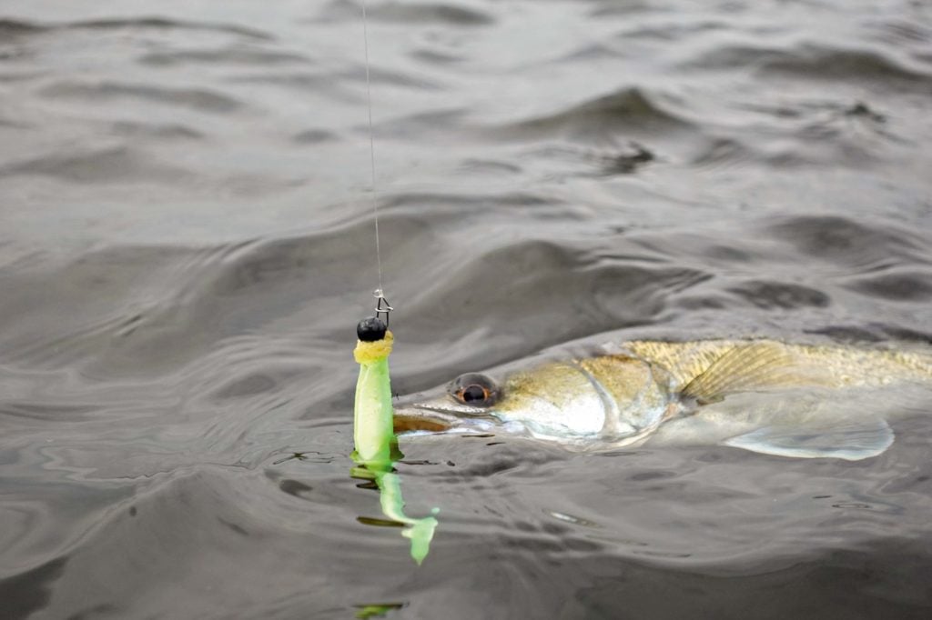 Zander am Haken, noch im Wasser. Er hat auf einen chartreusen Gummifisch gebissen