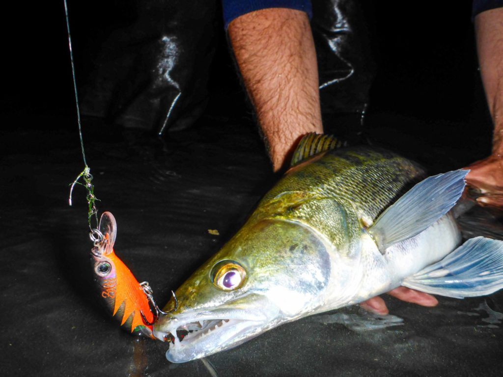 Zander mit Wobbler im Maul in der Nacht