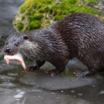 Fischotter