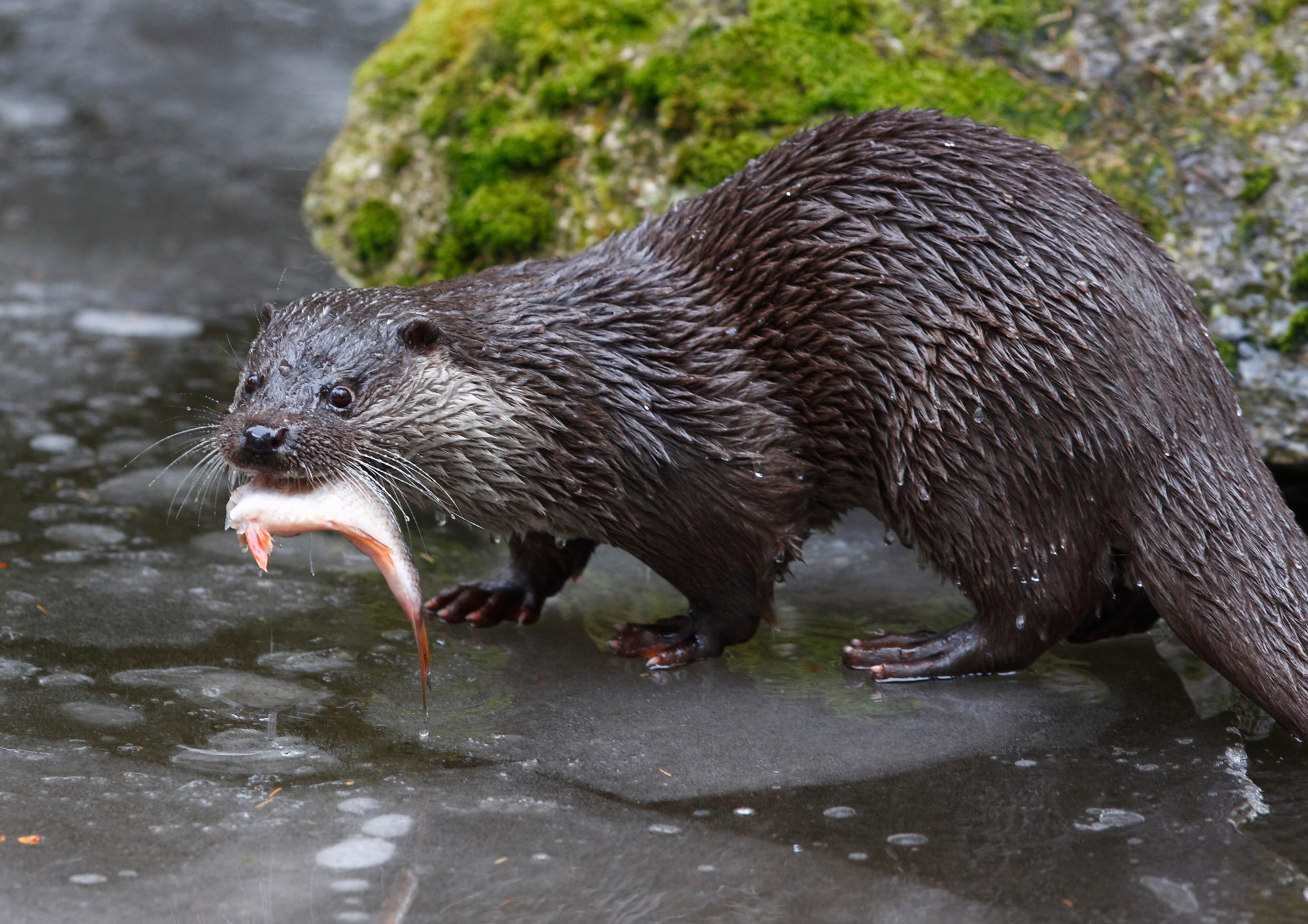 Fischotter