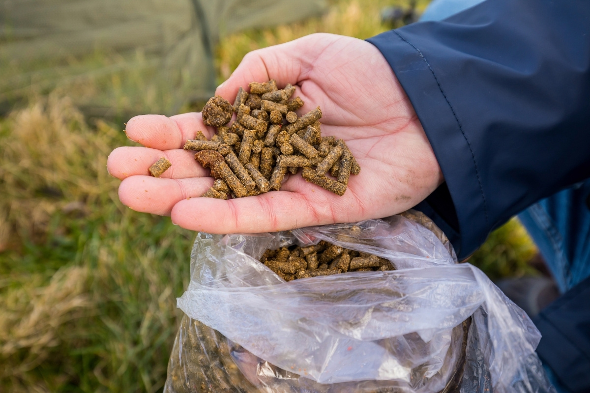 Schaffutter als Anfutter für das aktive Karpfenangeln