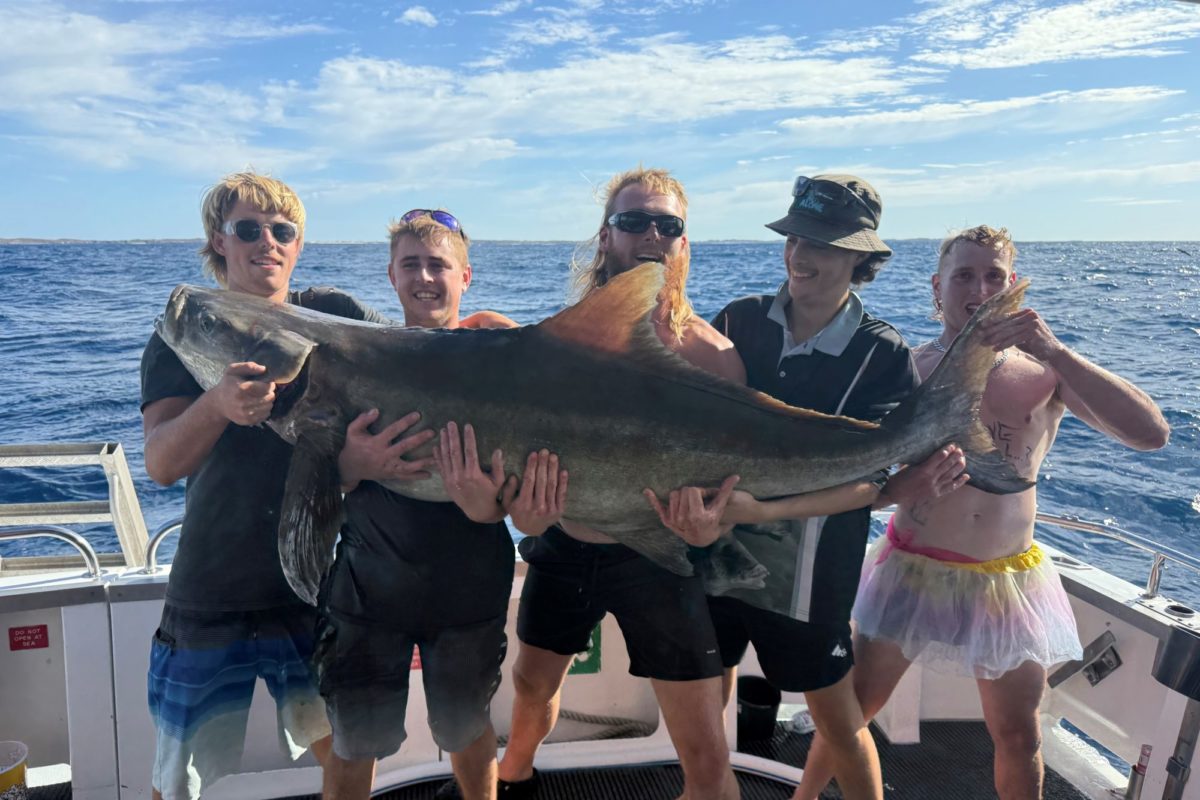 Jazz Charters - Cobia Rekord