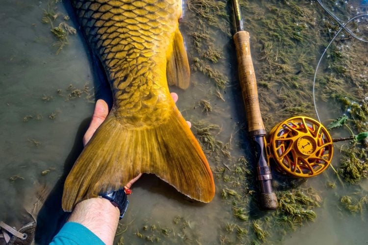 Karpfen-Schwanzflosse auf einer Hand, daneben liegt die Fliegenrute im Wasser