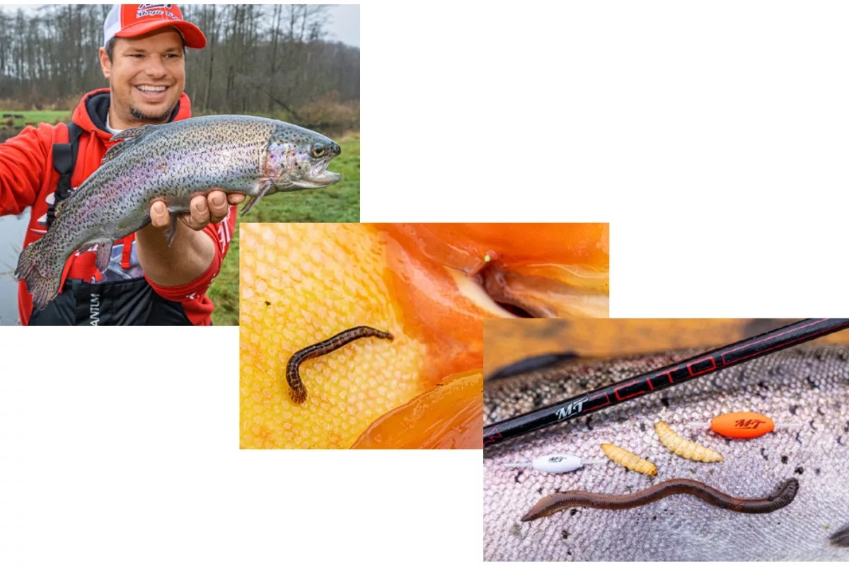 Forelle, Fischegel, Bienenmade und Tauwurm