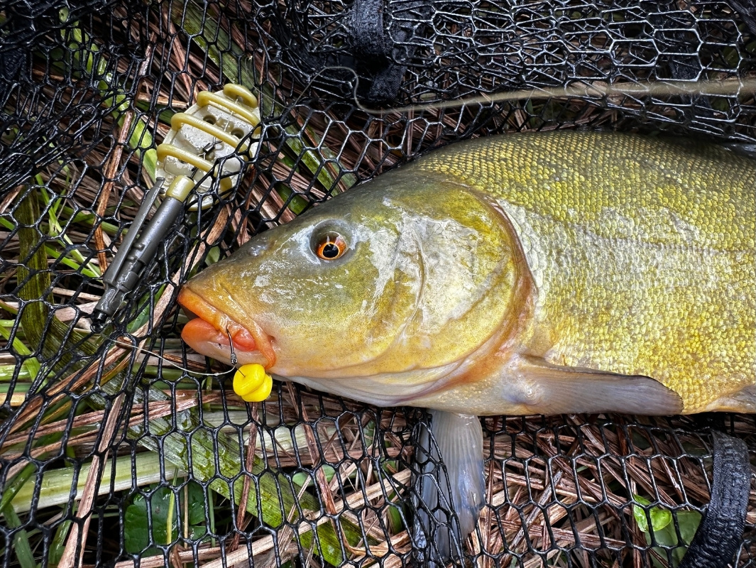 Schleie mit Magic Twig und Method Feeder gefangen