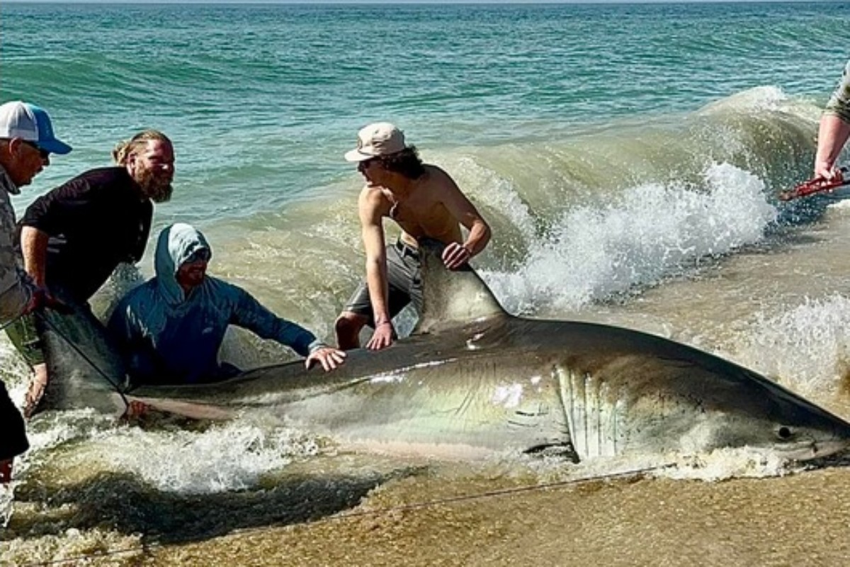 Weißen Hai Angler Weiße Haie Hatteras Island