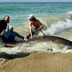 Weißen Hai Angler Weiße Haie Hatteras Island
