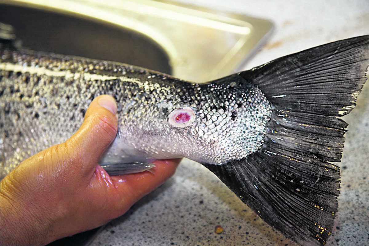 Wunde am Fisch