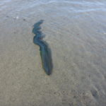 Seeringelwurm an der Küste