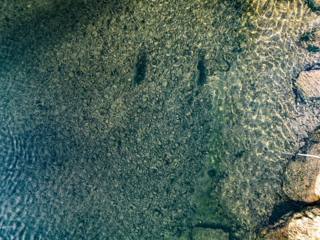 Zwei große Barben im Fluss, von einer Brücke über ihnen fotografiert