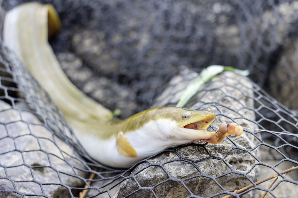 Aal-Angeln im Fluss: Zu neuen Ufern mit dem Super-Rig - BLINKER Aal-Angeln im Fluss: Zu neuen Ufern mit dem Super-Rig - BLINKER