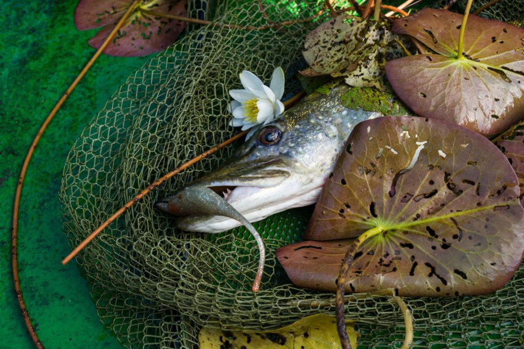 Hecht im Kescher mit Seerosenblättern, im Maul ein Softjerk