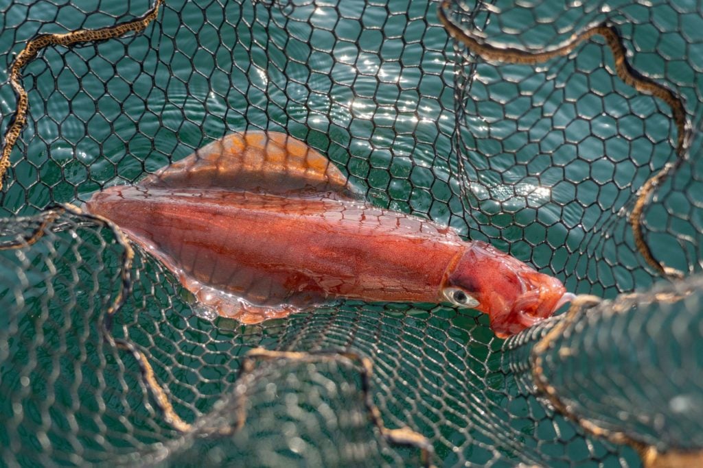 Tintenfisch im Kescher 