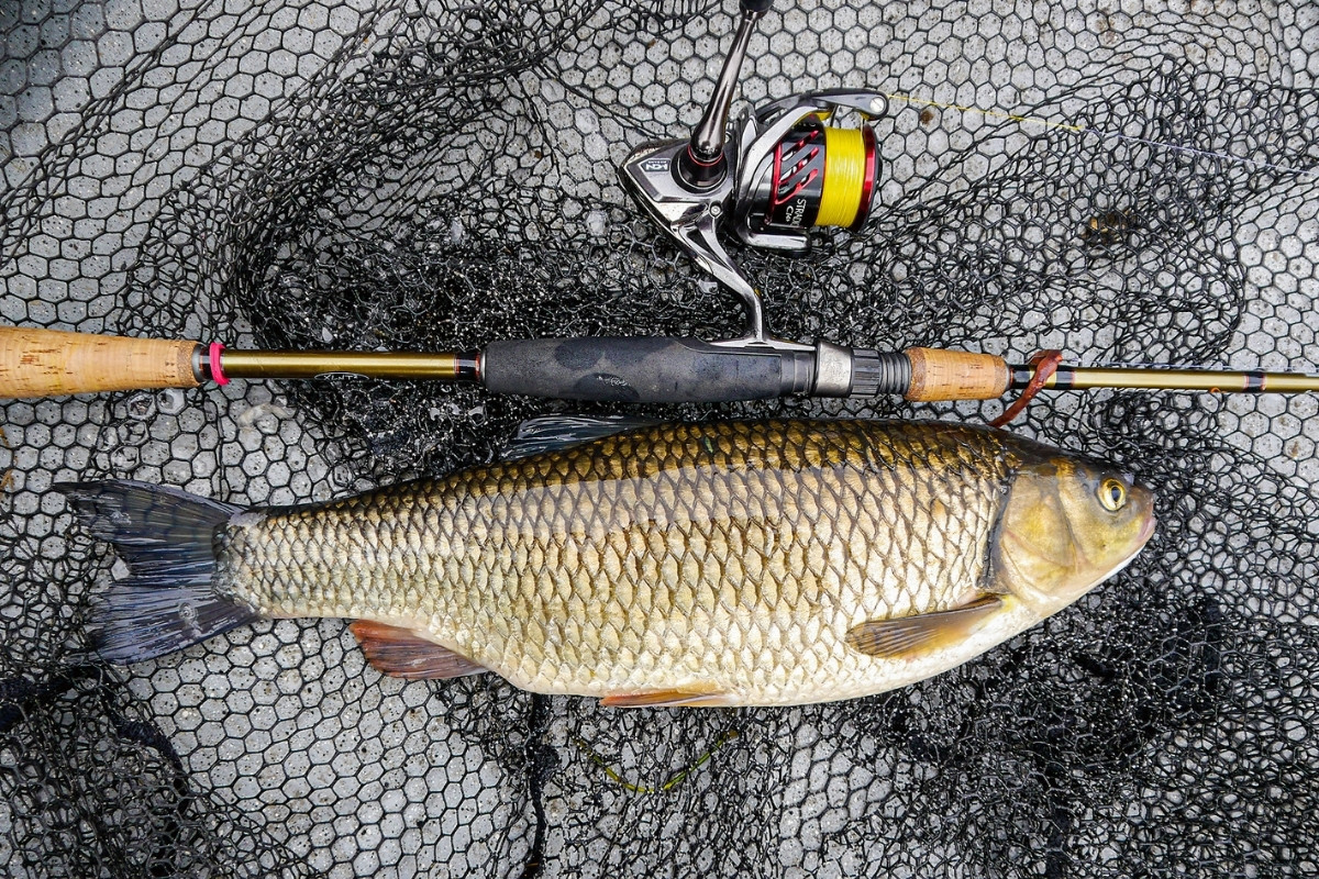 Döbel aus dem Bodensee